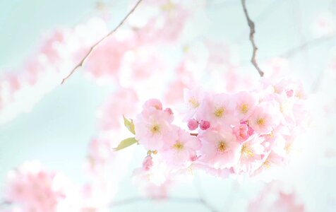 Cherry sunny cherry tree