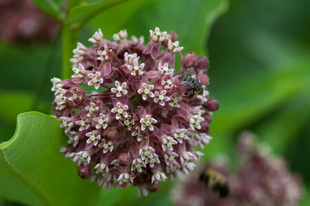 Common milkweed