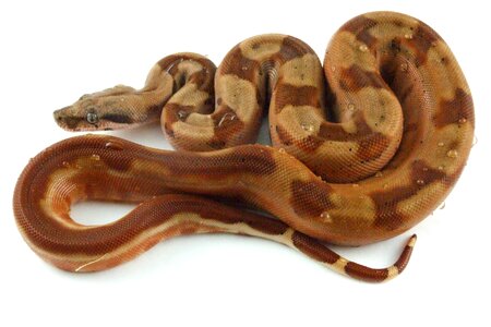 Boa constrictor exotic