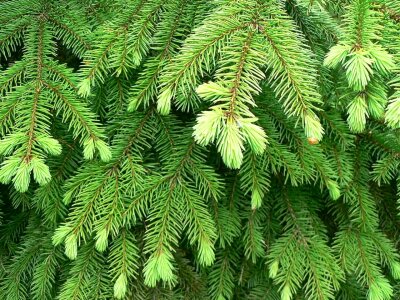 Leaves red red spruce photo