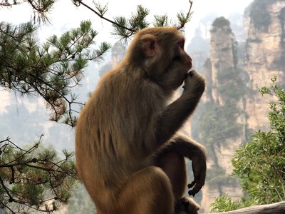 Macaque monkey natural habitat photo