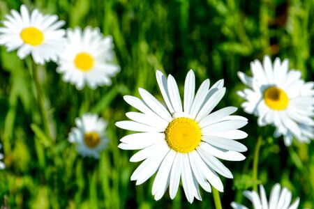 Beautiful Flowers biology bloom