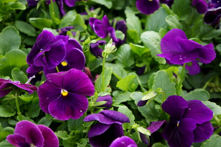 Colorful and vibrant pansy flowers photo