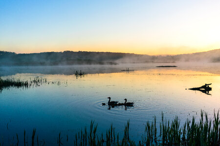 Lake Swans Dawn photo