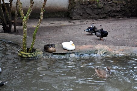 Domestic ducks other