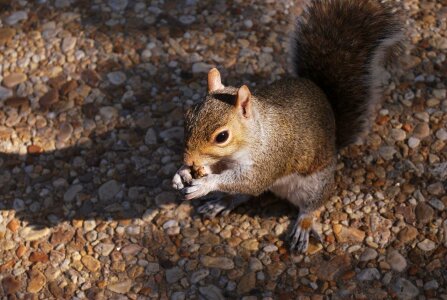 Gray rodent fur