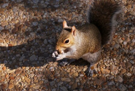 Gray rodent fur photo