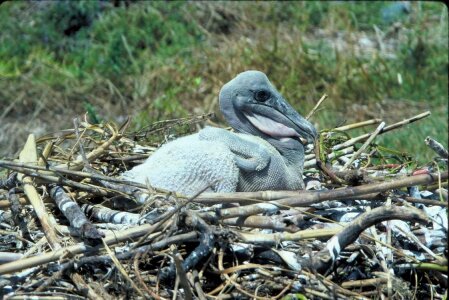 Brown chick pelican