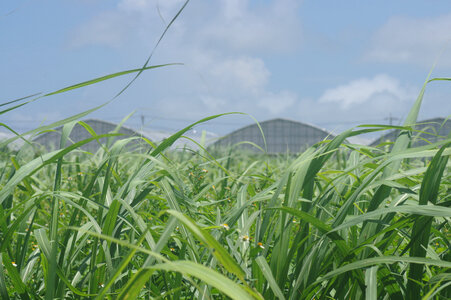 2 Sugarcane field photo