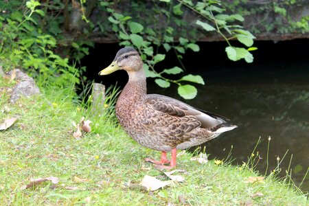 Volatile pen beak