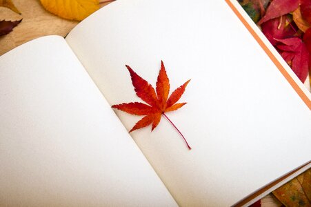 Reading dear diary bookcase