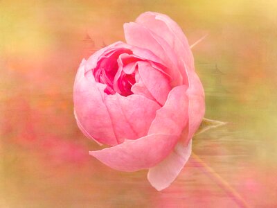 Bloom pink painting