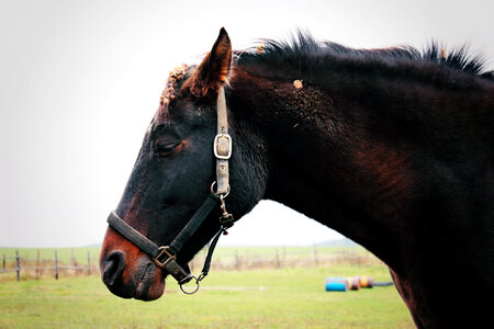 Sleepy Horse