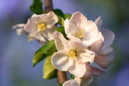 spring flowers