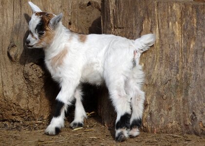 Mammals farm horns photo