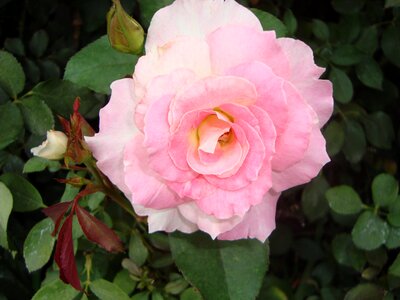 Rosa flower red