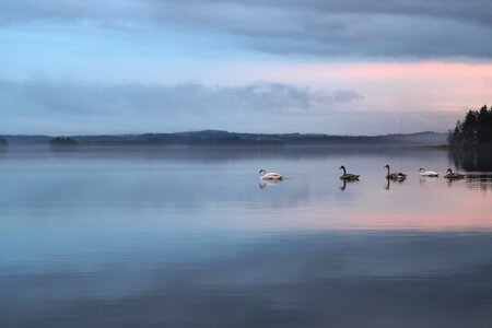 Beach beautiful photo bird