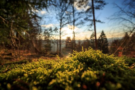 Wild Forest photo