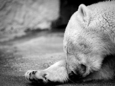 Zoo bear animal photo