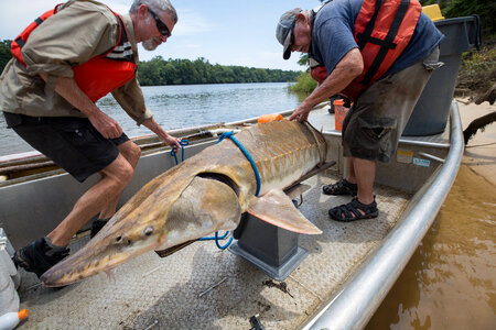 Biologists weigh a Gulf sturgeon in river-3