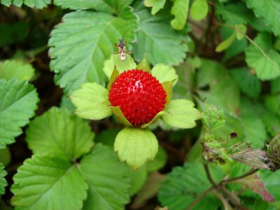 Strawberries fruit red