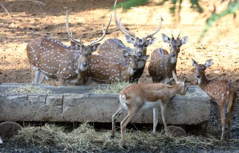 Wildlife mammal cute photo