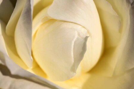 Beautiful Flowers biology bloom