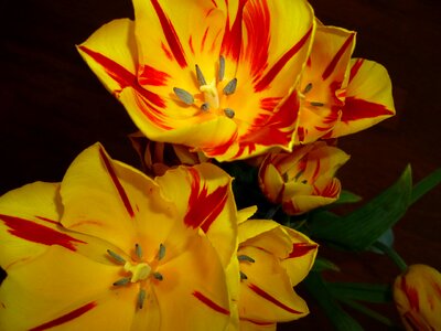 Flowers tulips spring photo