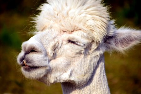 Alpaca animal face photo