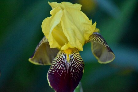 Purple yellow iris