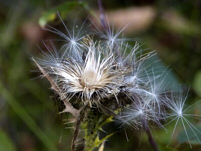 Meadow forest plant