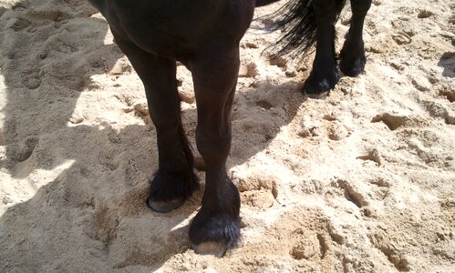 Animal stallion domestic
