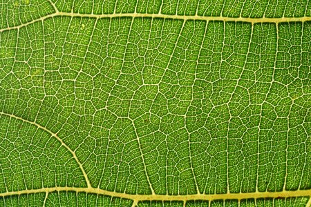 Flora green leaf leaf photo