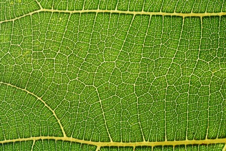 Flora green leaf leaf