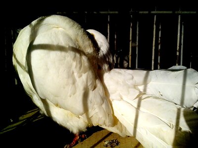 Bird dove white