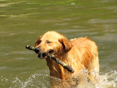 Playing animal water photo