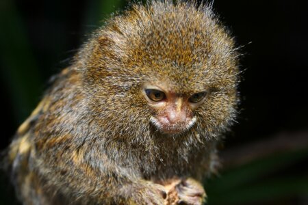 Cebuella pygmaea cute animal photo