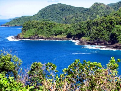Tropics forest trees