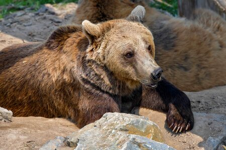 Animal bear brown bear