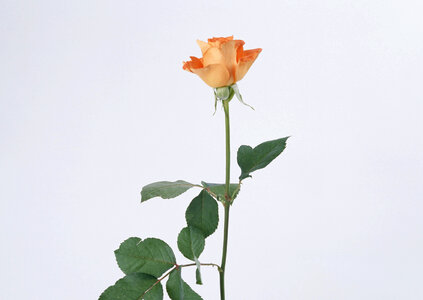 Beautiful rose photo
