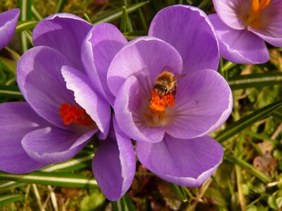 Close up macro flowers photo