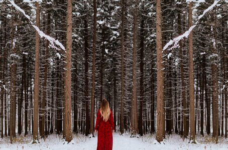 Branch snow trees photo