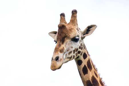 Nature fauna animals