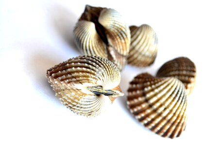 Brown close seashell photo
