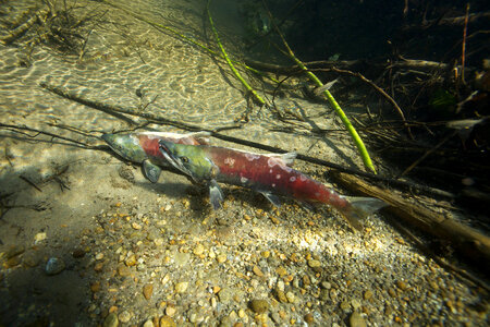 Sockeye salmon-1 photo