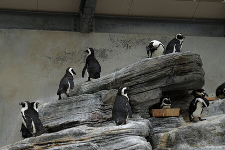 5 Penguin