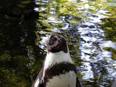 The nature of the wild the zoological garden