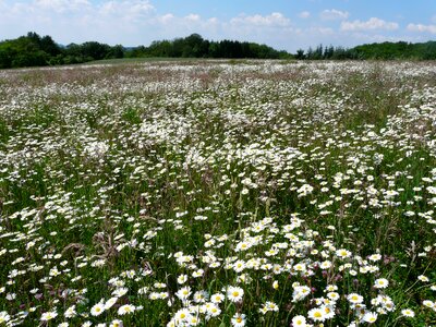 Sea of flowers meadows margerite leucanthemum vulgare photo