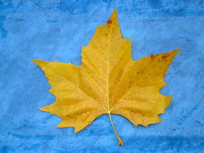 Yellow fall color poplar leaf photo