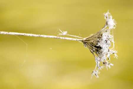 Background bloom macro